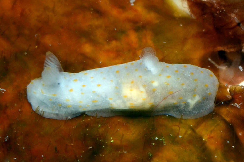 Image of pale spot fat brown slug