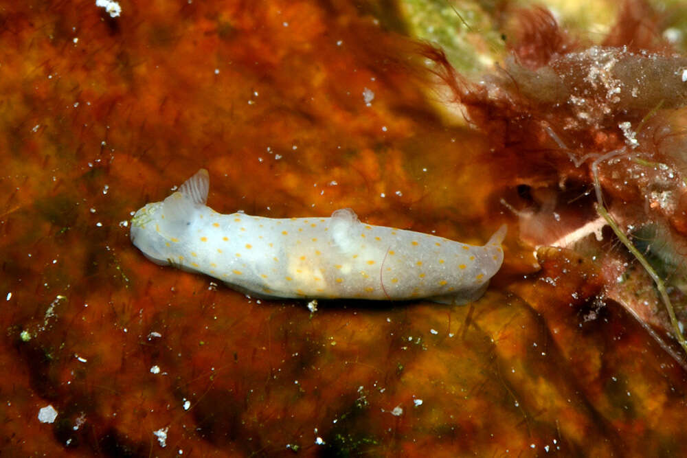 Image of pale spot fat brown slug