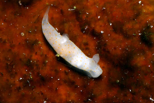 Image of pale spot fat brown slug