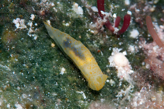 Image of pale spot fat brown slug