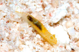 Image of pale spot fat brown slug