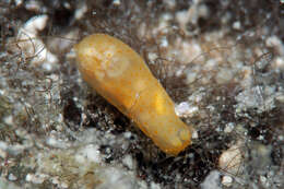 Image of pale spot fat brown slug