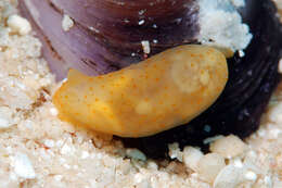 Image of pale spot fat brown slug