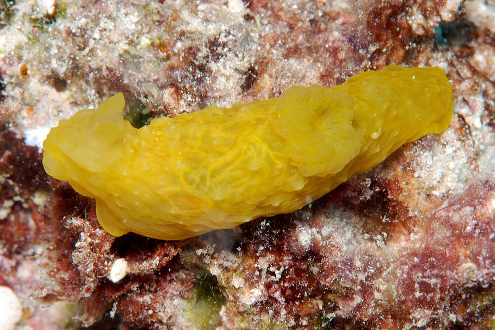 Image of pale spot fat brown slug