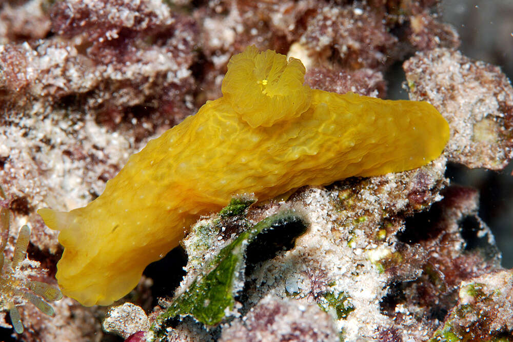 Image of pale spot fat brown slug