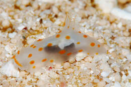 Image of pale spot fat brown slug