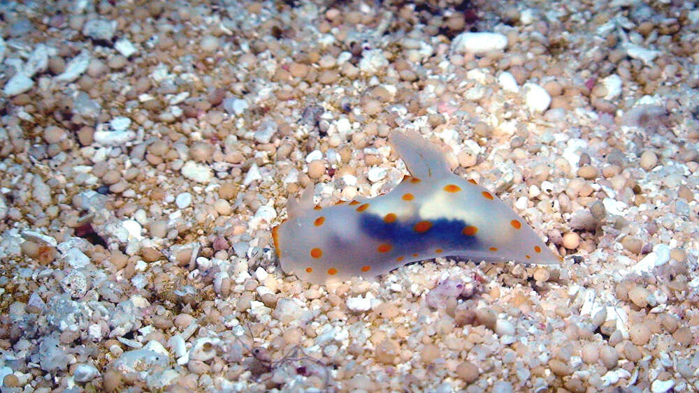 Image of pale spot fat brown slug
