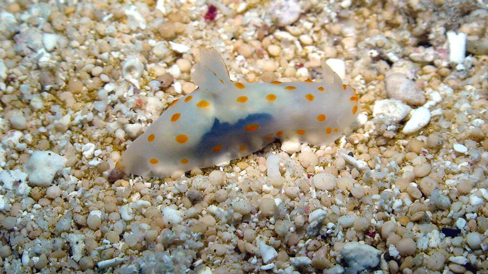 Image of pale spot fat brown slug