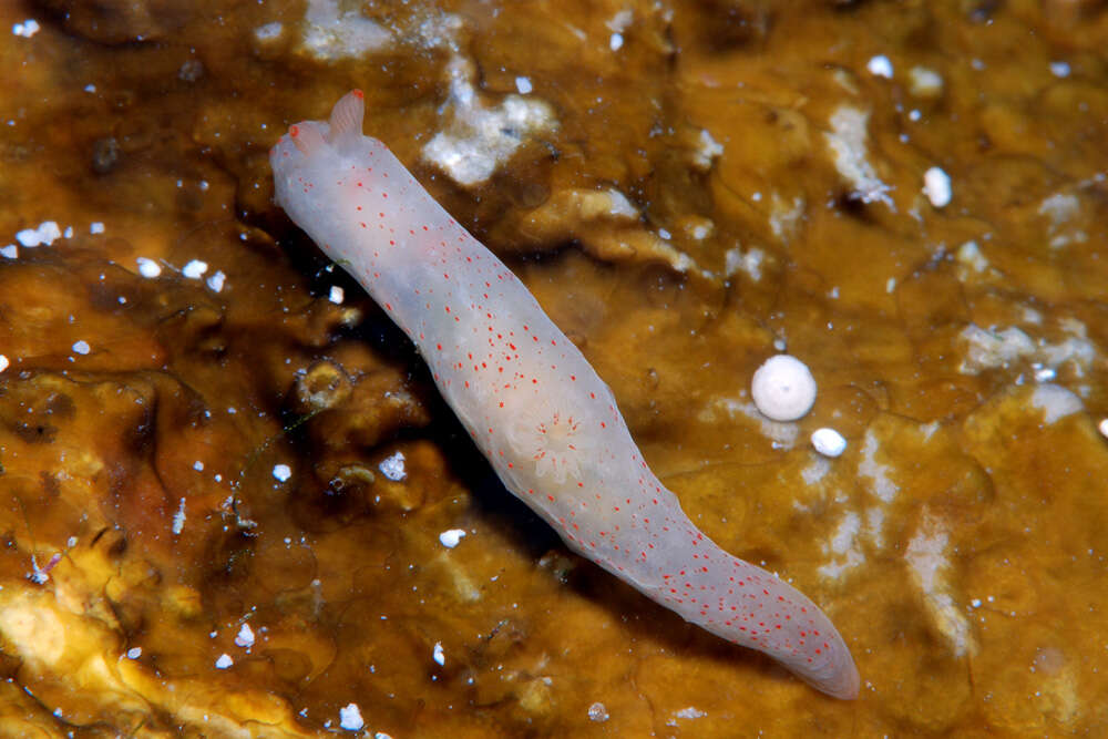 Image of pale spot fat brown slug