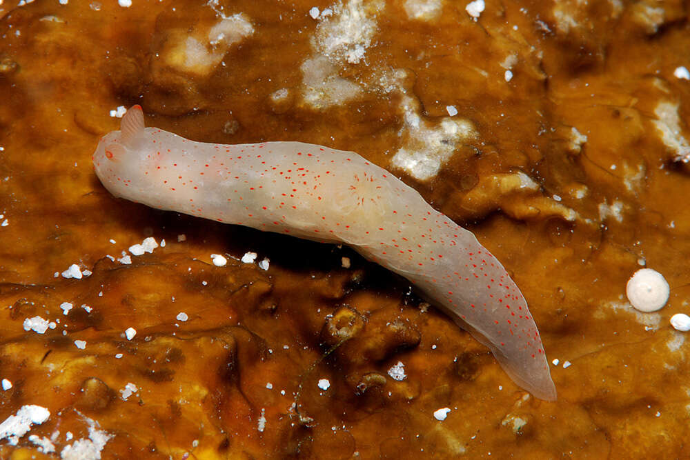 Image of pale spot fat brown slug