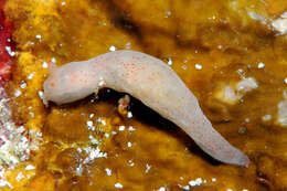 Image of pale spot fat brown slug