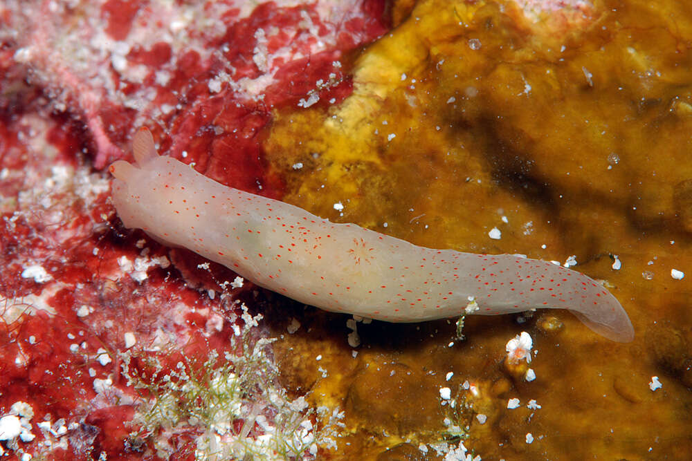 Image of pale spot fat brown slug