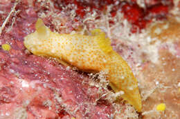 Image of pale spot fat brown slug