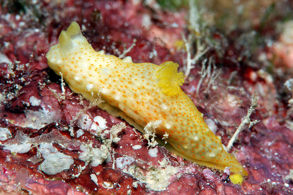 Слика од Gymnodoris Stimpson 1855