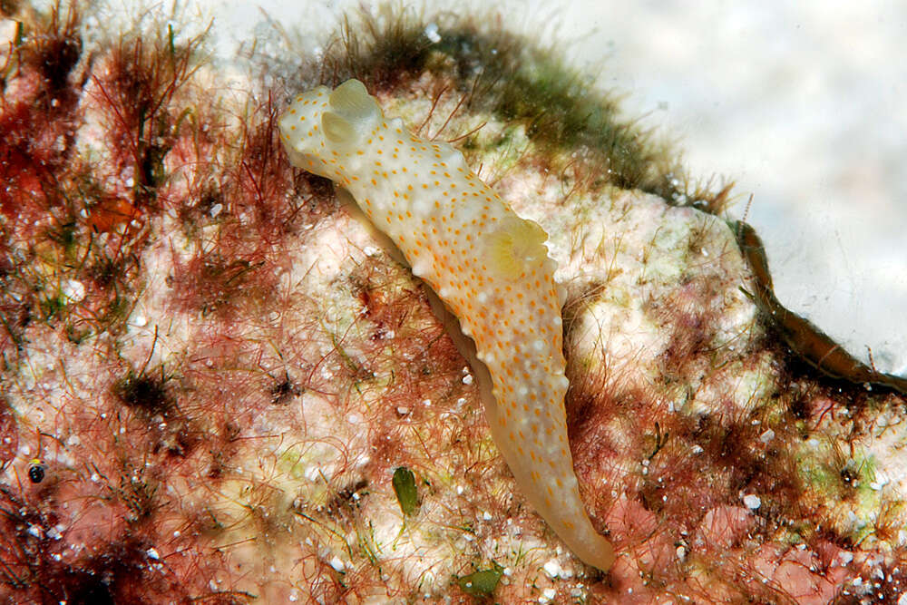 Слика од Gymnodoris Stimpson 1855