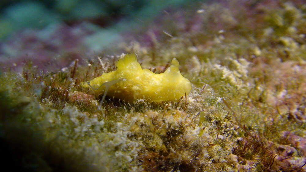 Слика од Gymnodoris Stimpson 1855