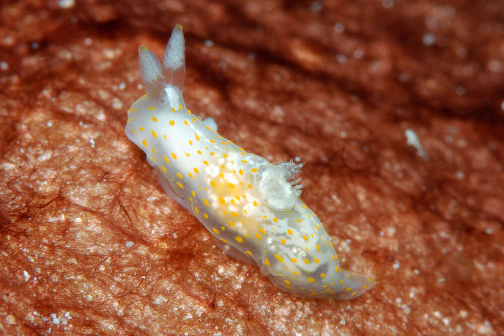 Слика од Gymnodoris Stimpson 1855