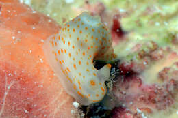 Слика од Gymnodoris Stimpson 1855