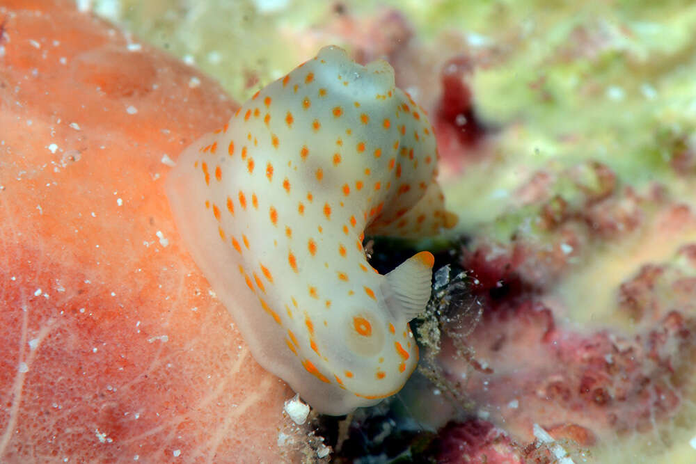 Слика од Gymnodoris Stimpson 1855