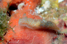 Слика од Gymnodoris Stimpson 1855