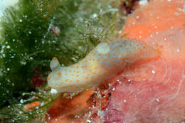 Слика од Gymnodoris Stimpson 1855