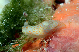 Слика од Gymnodoris Stimpson 1855