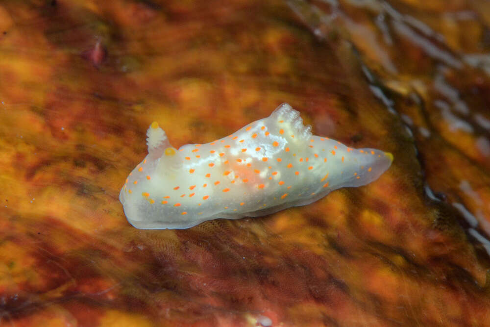 Слика од Gymnodoris Stimpson 1855