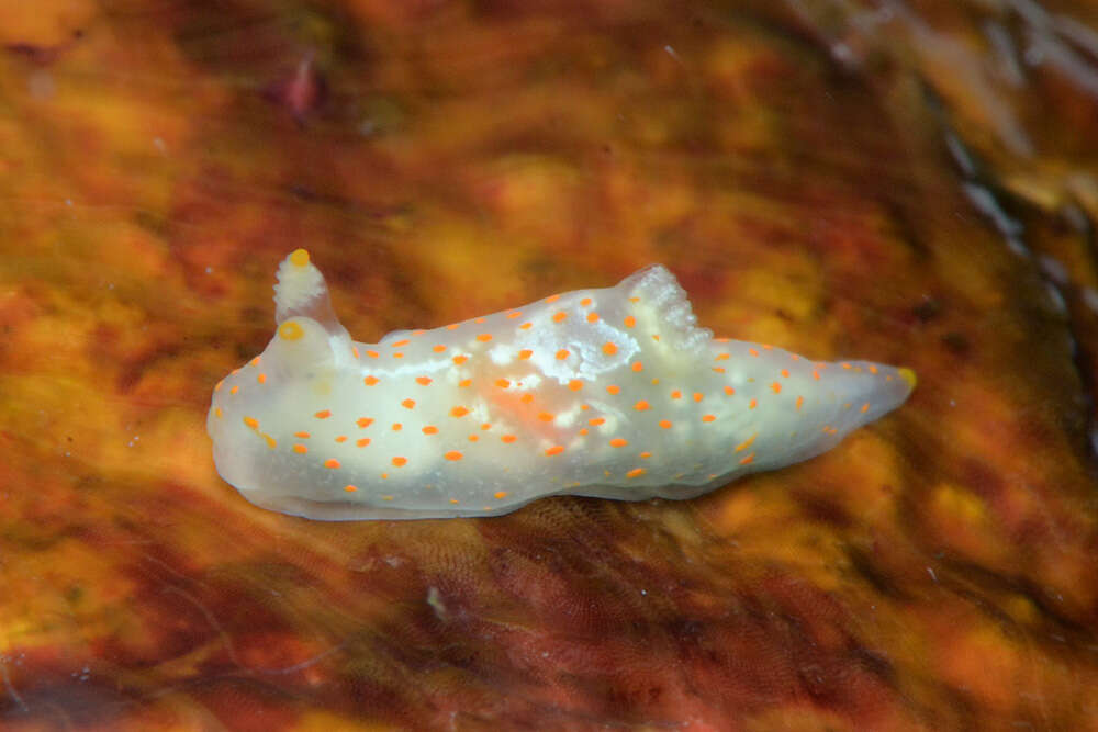 Слика од Gymnodoris Stimpson 1855