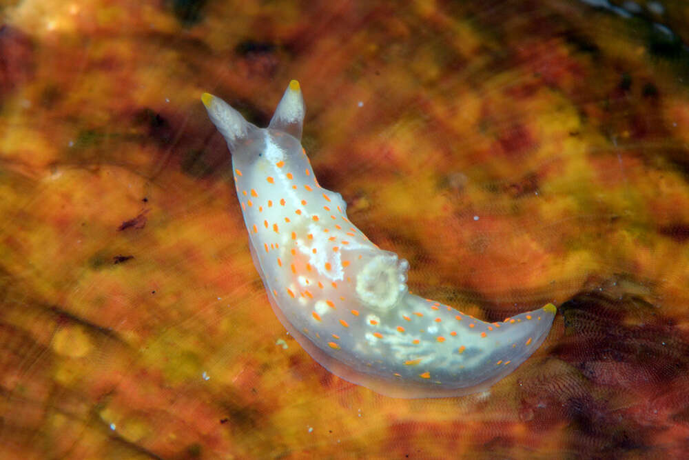 Слика од Gymnodoris Stimpson 1855