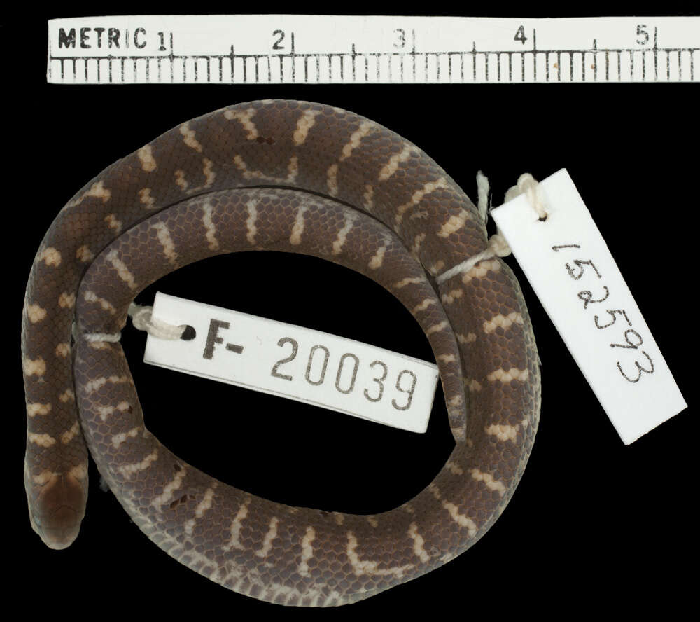 Image of Colubrid Ground Snakes