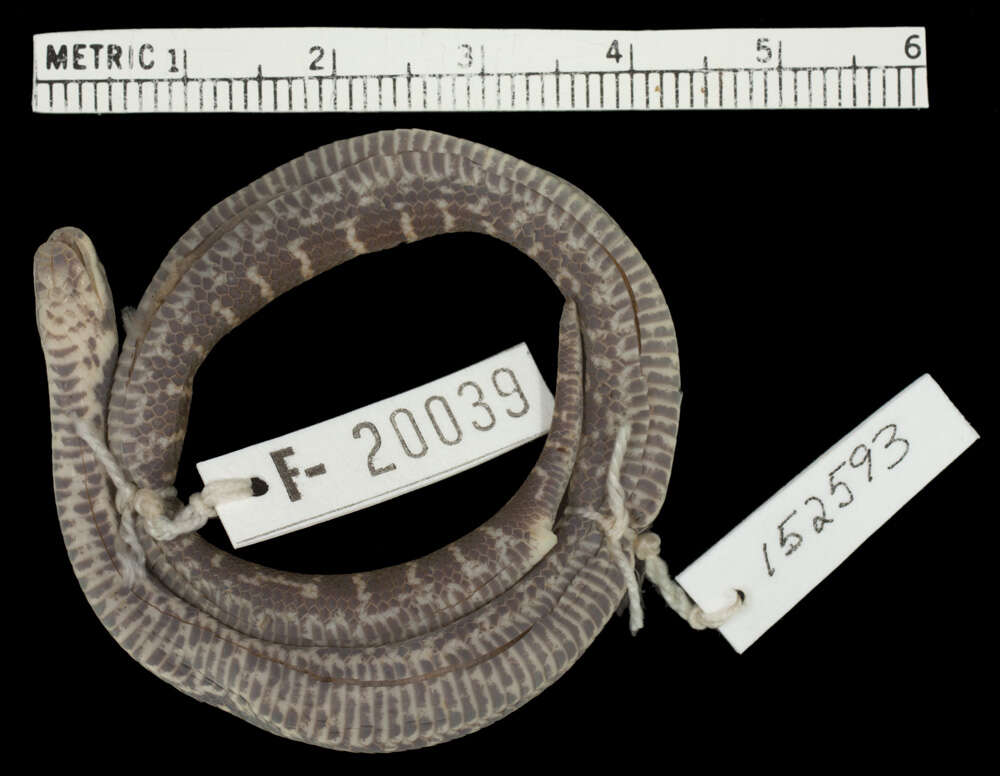 Image of Colubrid Ground Snakes