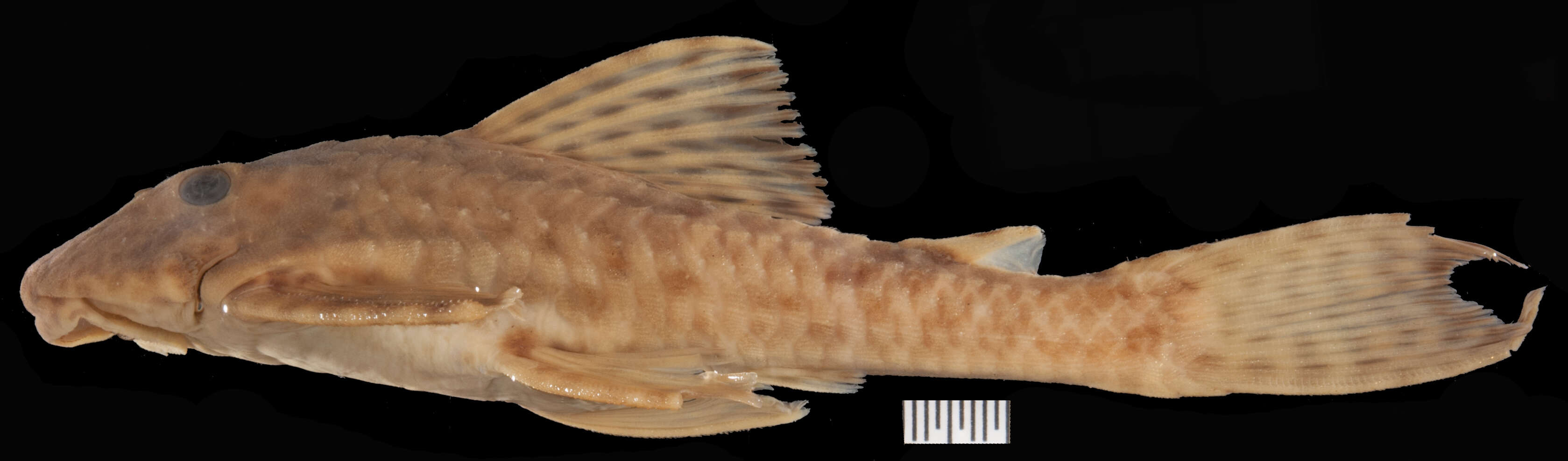 Imagem de <i>Hemiancistrus furtivus</i>