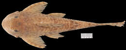 Imagem de <i>Hemiancistrus furtivus</i>