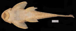 Imagem de <i>Hemiancistrus furtivus</i>