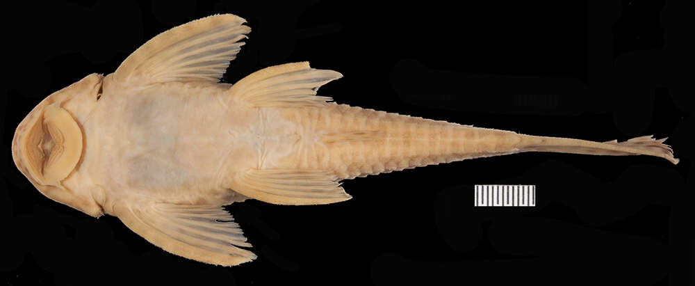 Imagem de <i>Hemiancistrus furtivus</i>