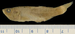 Image of Darkedged splitfin