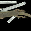 صورة Plestiodon oshimensis (Thompson 1912)