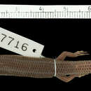 Sivun Plestiodon ochoterenae (Taylor 1933) kuva
