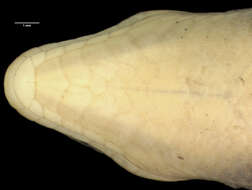 Plancia ëd Plestiodon ochoterenae (Taylor 1933)