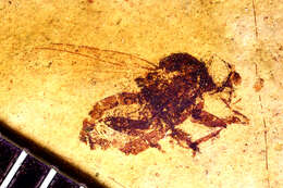 Image of Cyclorrhapha