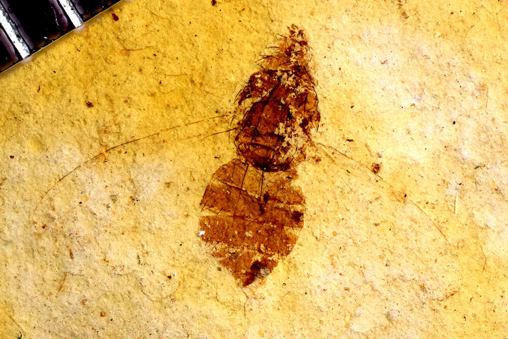 Image of Cyclorrhapha