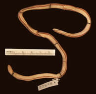 Image of Boie's Dwarf Snake