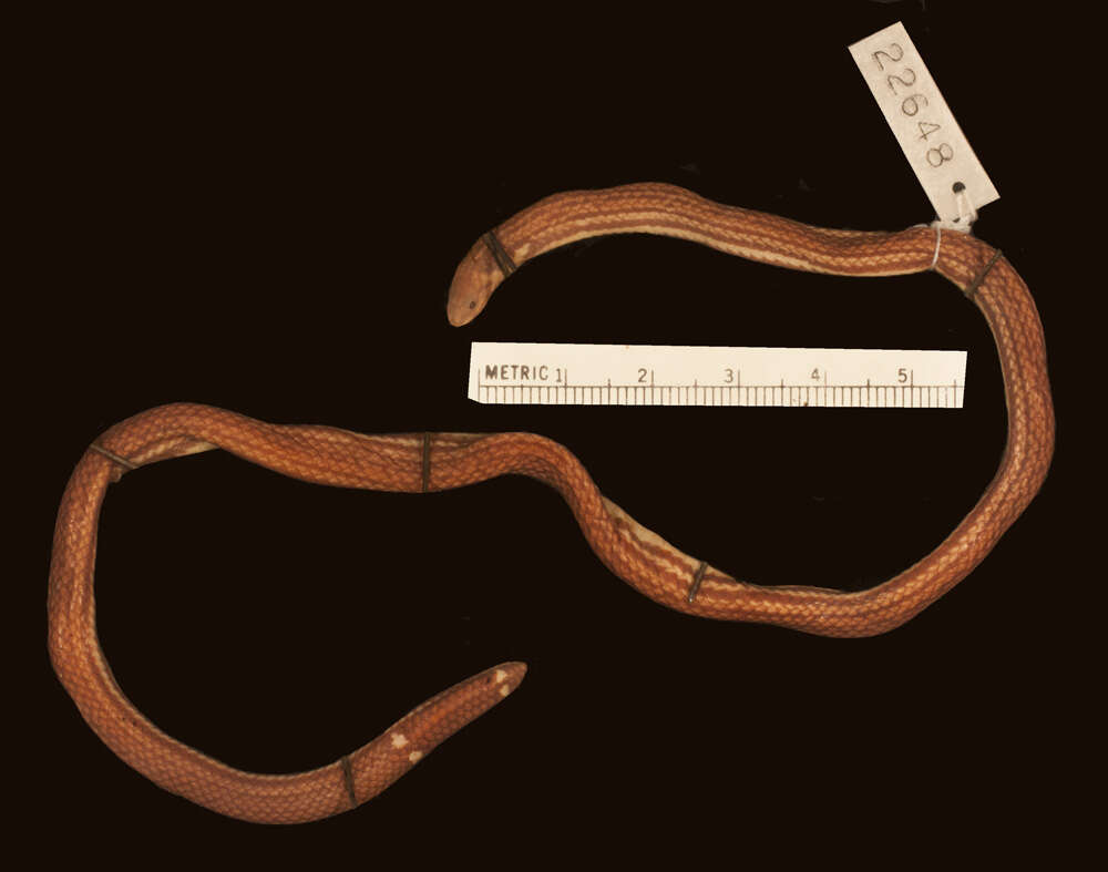 Image of Boie's Dwarf Snake