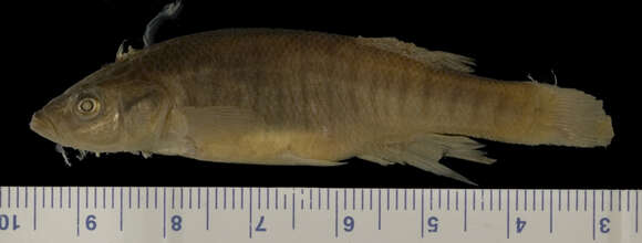 Image of Plains Killifish