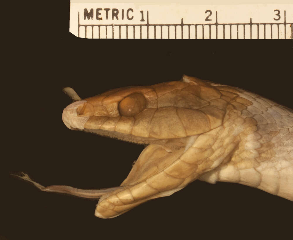 Image of Cubophis cantherigerus cantherigerus (Bibron 1840)