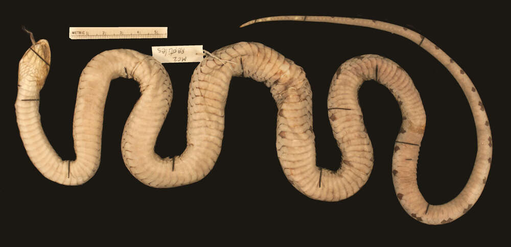 Image of Cubophis cantherigerus cantherigerus (Bibron 1840)