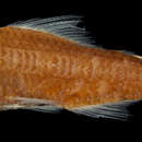 Image of Dofleini's lanternfish