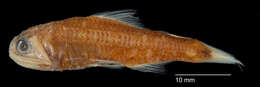 Işıldak balığı resmi