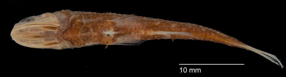 Image of Dofleini's lanternfish