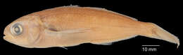 Image of Driftfish